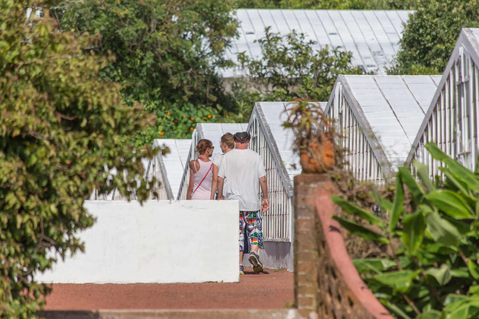 Plantação de Ananases Arruda