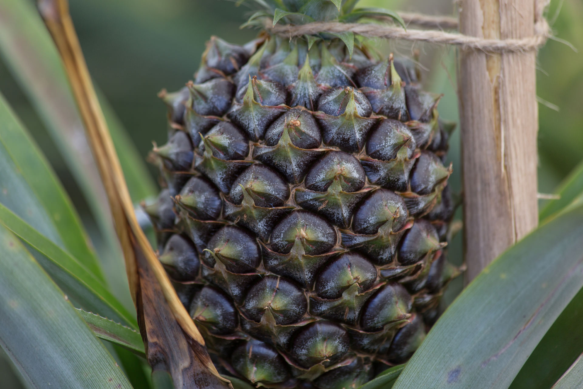 Plantação de Ananases Arruda