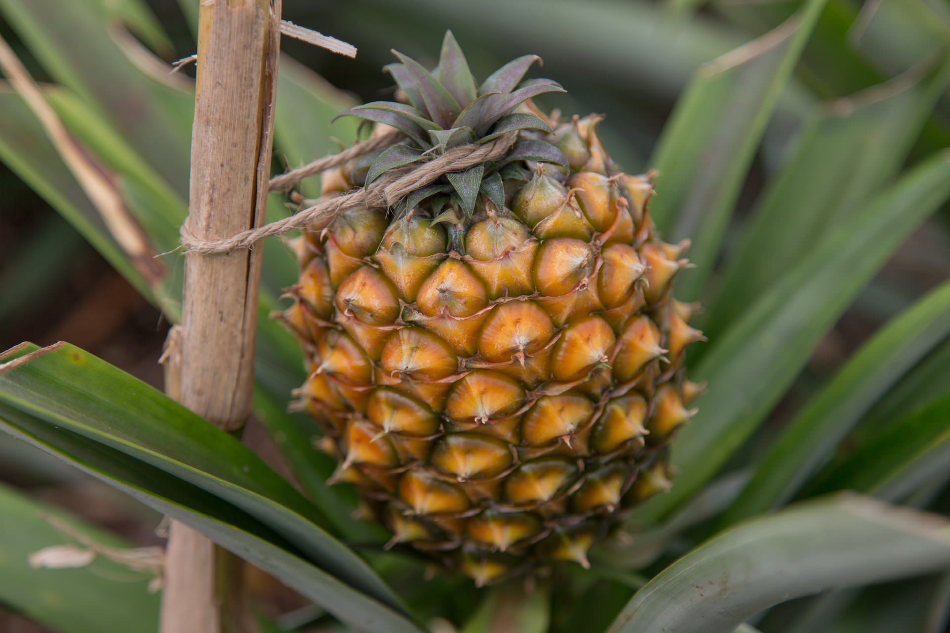 Plantação de Ananases Arruda